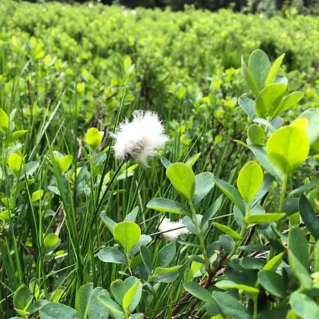 Chalé 10 Pers Sauna & La Taniere Des Vosges *