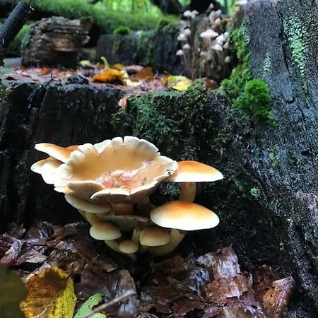 10 Pers Sauna & La Taniere Des Vosges *