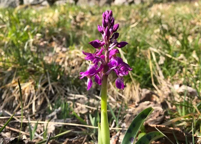 10 Pers Sauna&spa La Tanière Des Vosges La Bresse
