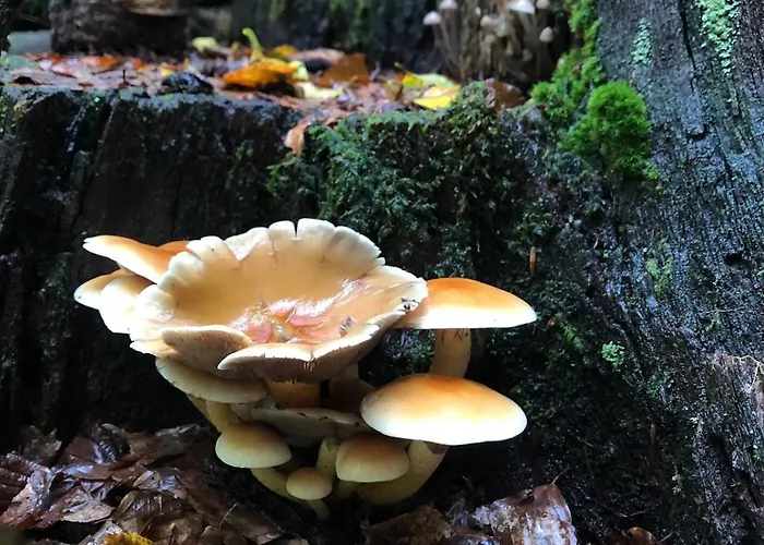 10 Pers Sauna&spa La Tanière Des Vosges * La Bresse