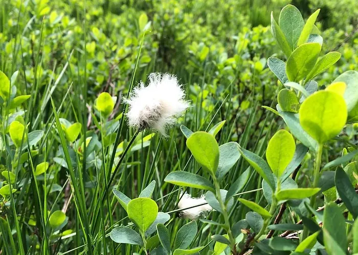 Chalet 10 Pers Sauna&spa La Tanière Des Vosges *