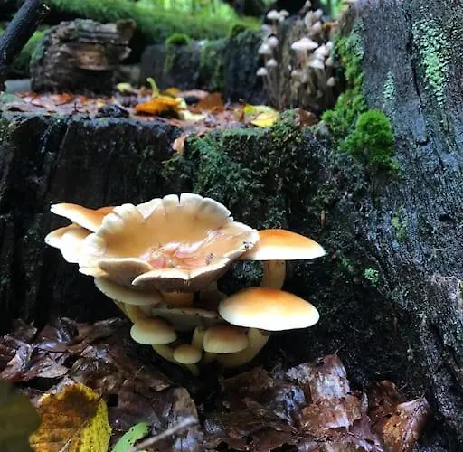 10 Pers Sauna & La Taniere Des Vosges *